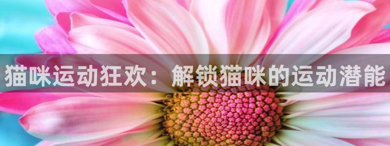 必发88手机版本登录|猫咪运动狂欢：解锁猫咪的运动潜能